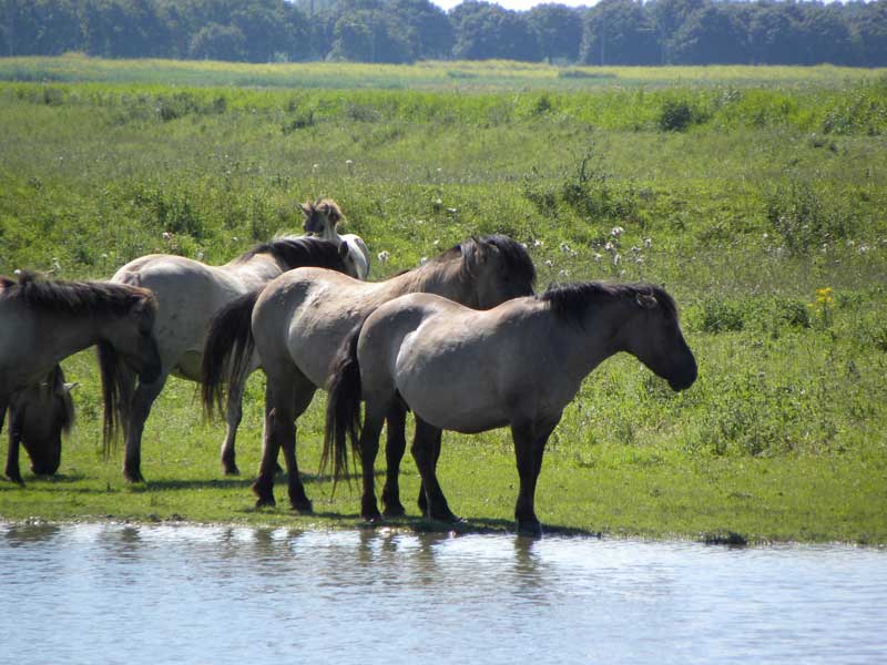 Oostvaardersplassen 4 800oost4
