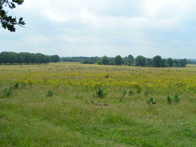 Kwintelooyen 2 800veen