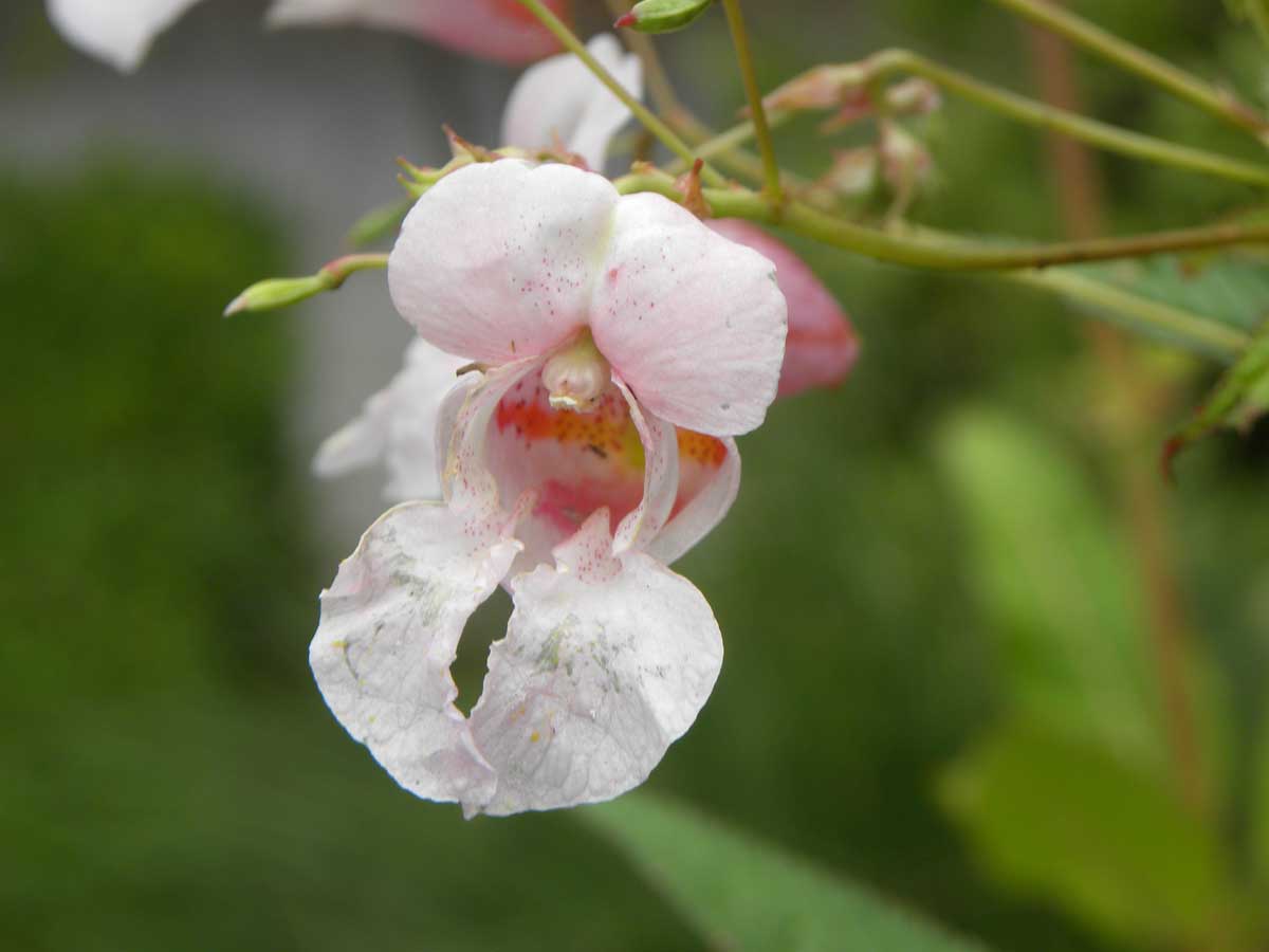 Reuzenbalsemien in het verdomhoekje